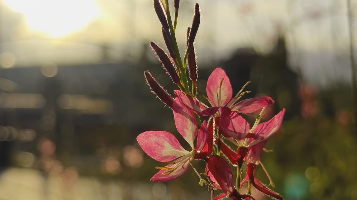 Fotogalerie vivo X90 Pro:  - fotografie č.5